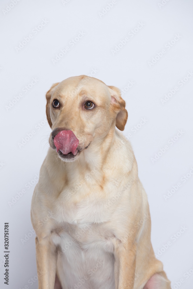 The simple Labrador makes all kinds of funny expressions on the white background