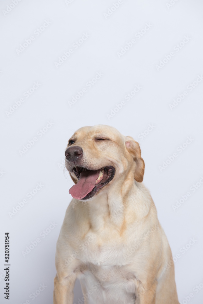 The simple Labrador makes all kinds of funny expressions on the white background The simple Labrador makes all kinds of funny expressions on the white background