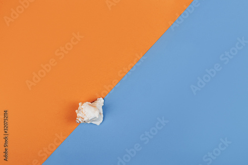 Seashell on blue and orange background.