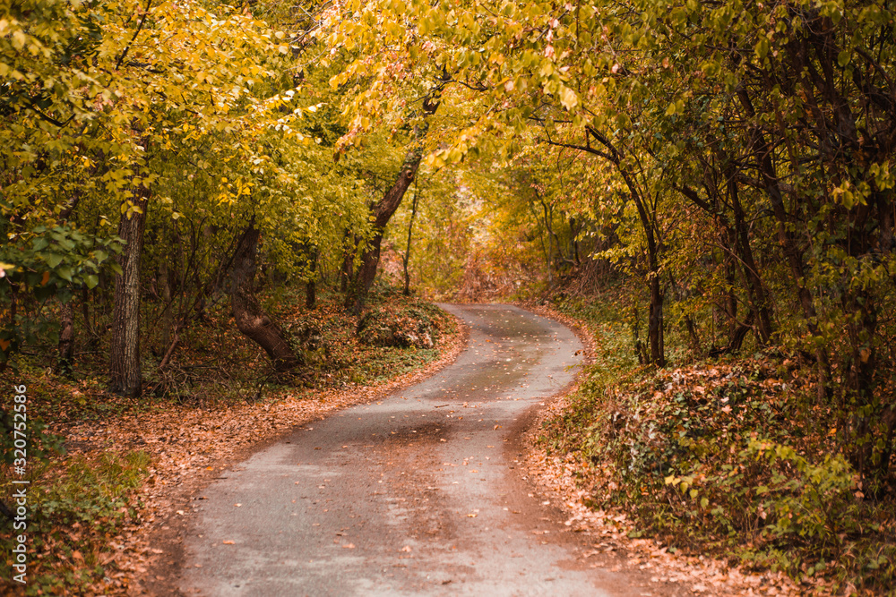 Golden autumn road through the forest. Yellow fallen leaves on a rocky road, trees create a tunnel of branches Golden autumn road through the forest. Yellow fallen leaves on a rocky road, trees create a tunnel of branches