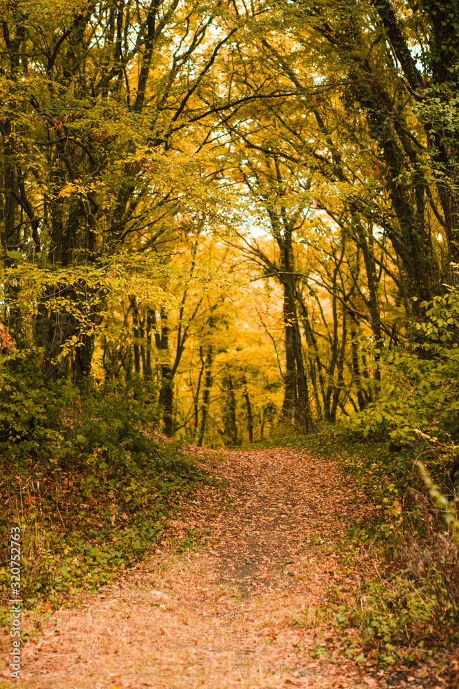 Naklejka premium Golden autumn road through the forest. Yellow fallen leaves on a rocky road, trees create a tunnel of branches