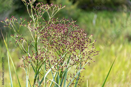 Eryngium paniculatum plant known for fake caraguatá and its purple flowers photo