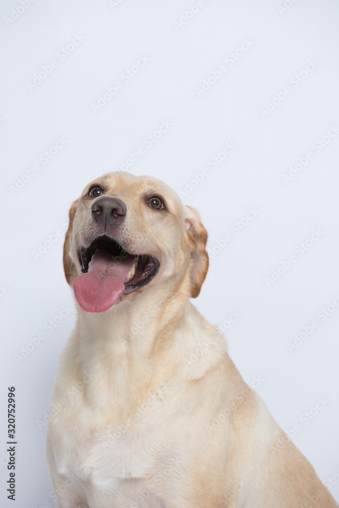 The simple Labrador makes all kinds of funny expressions on the white background The simple Labrador makes all kinds of funny expressions on the white background