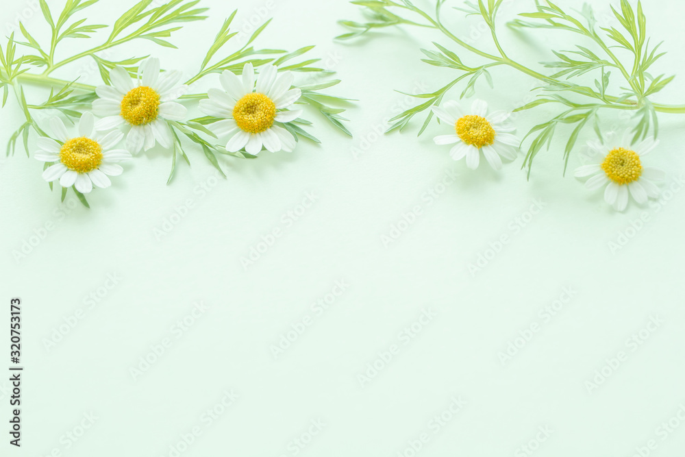 Fototapeta premium 花 淡いグリーンのボタニカル背景 マトリカリア