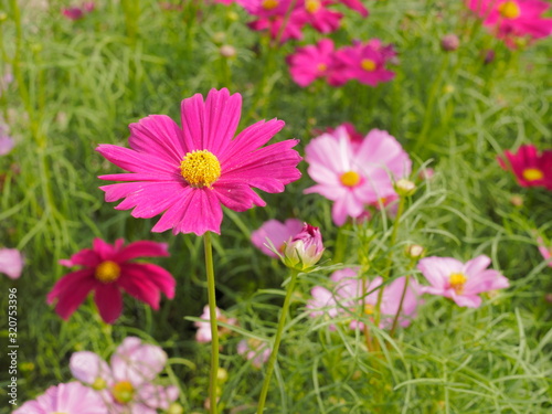 Close-up a pink garden cosmos flower blossom in garden with green nature blurred background.