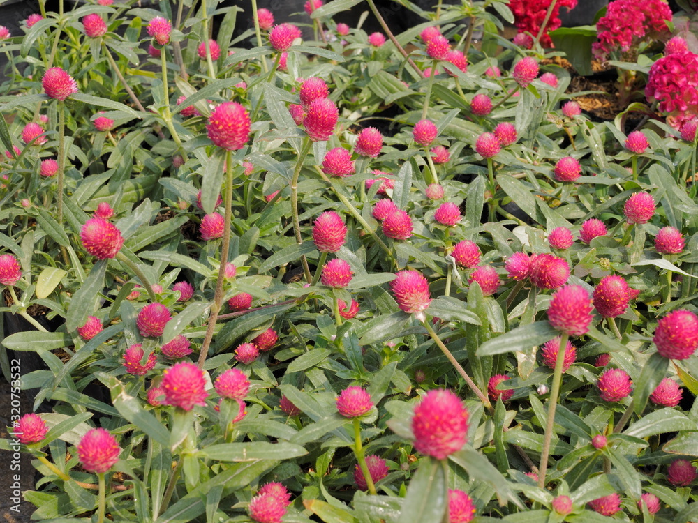 Globe amaranth (Gomphrena globosa) red bud flowers blossom in garden with nature blurred background. known as bachelor's button, makhmali, and vadamalli.