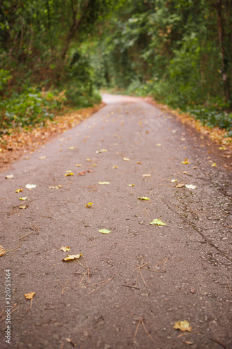 Golden autumn road through the forest. Yellow fallen leaves on a rocky road, trees create a tunnel of branches