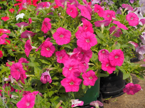 Vinca rosea red flowers blossom in flower pot known as, rose Periwinkle, Madagascar Periwinkle, bright eyes, graveyard plant, old maid and pink-periwinkle.