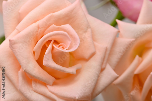 orange rose with spiral petal, beautiful flower springtime in nature