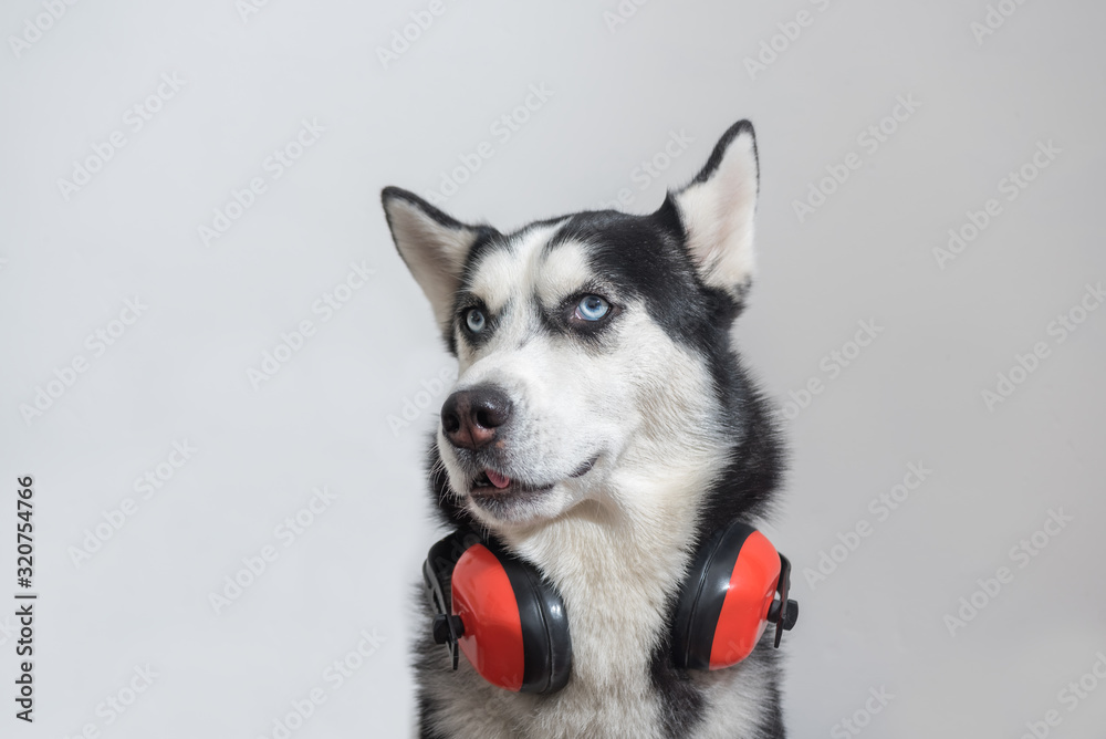 Cute husky dog worker in builder headphone to ear protection close up