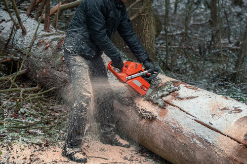 А man sawing a chainsaw a thick dry spruce that fell on a forest road photo