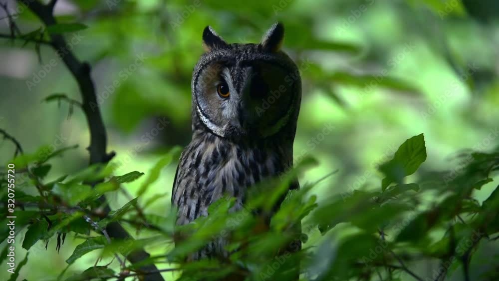 Long-eared owl (Asio otus / Strix otus) perched in tree in forest and heard prey below Long-eared owl (Asio otus / Strix otus) perched in tree in forest and heard prey below