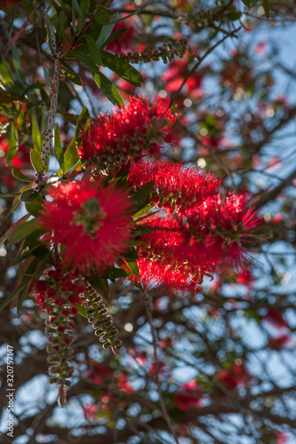 Flowers New Zealand