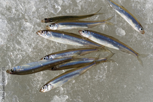  A bunch of smelt fish on the white ice.  A close up of the fishes smelt on a background of white ice. The caught smelt (Osmerus)      