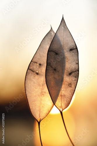 Lunaria rediviva.Two Lunaria pods glow in the rays of the setting sun. photo