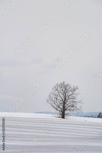 融雪剤がまかれた雪の畑 © kinpouge