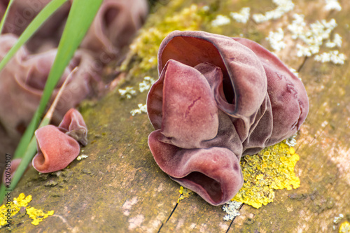 Jelly ear fungus on wood