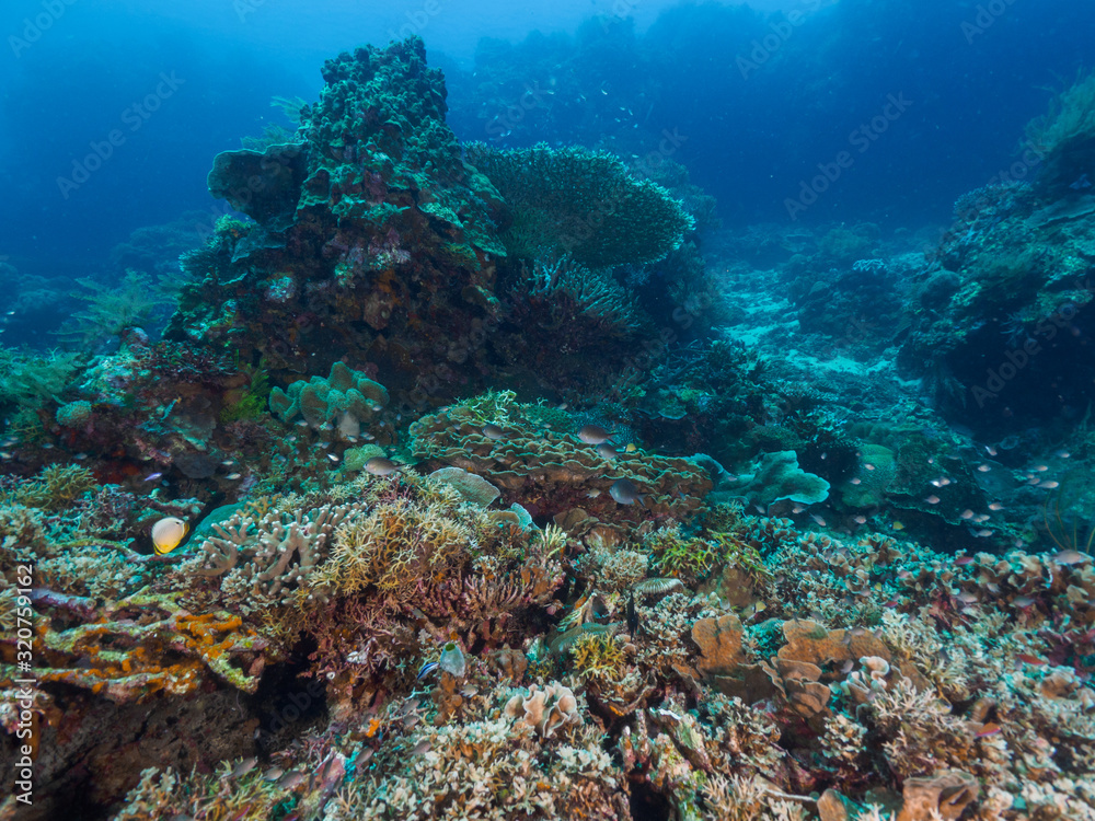 Naklejka premium corals at Atauro Island, Timor Leste (East Timor)