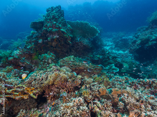 corals at Atauro Island, Timor Leste (East Timor)
