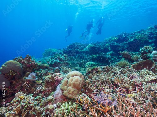 corals and divers at Atauro Island, Timor Leste (East Timor) photo