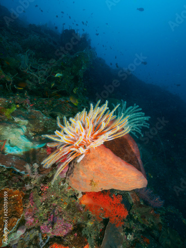 corals in Dili  Timor Leste  East Timor 