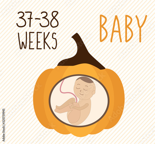 Pumpkin. pregnancy development, size of embryo for weeks. compare with vegetables.