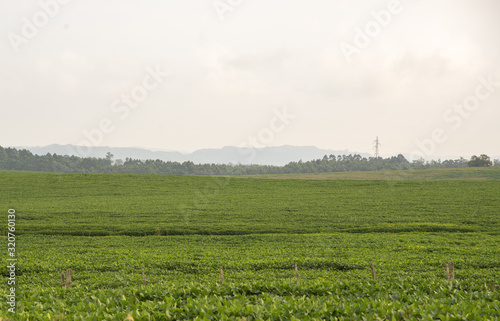 Pre-flowering soybean plantation in Brazil