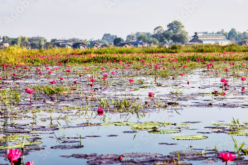 Lotus plantation on Inle Lake in Myanmar, former Burma