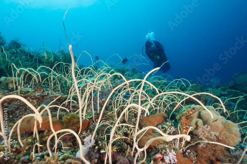whip corals and diver in Dili, Timor Leste (East Timor)