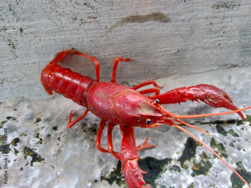 Red lobster on the nature background Red lobster on the nature background