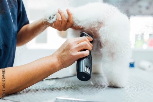 Woman shaving a white dog photo