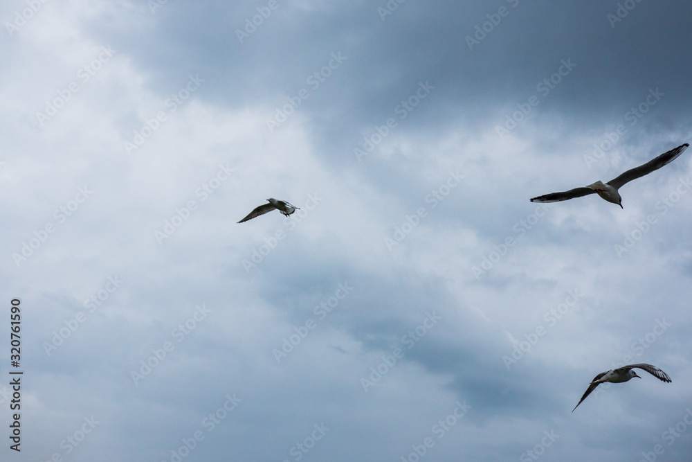 white sea gulls fly across the sky
