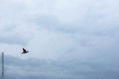 white sea gulls fly across the cloudy sky