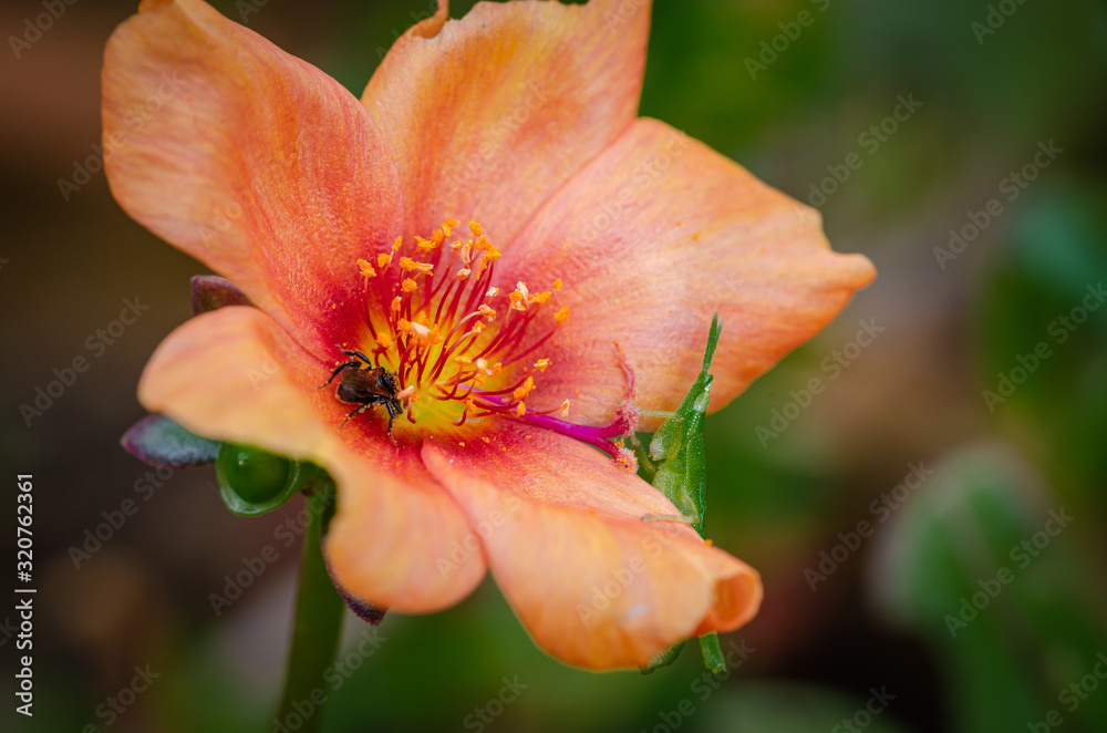 Bee & Grasshopper searching for honey on a fully blossomed orange flower.