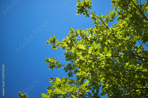 Green leaves and blue sky
