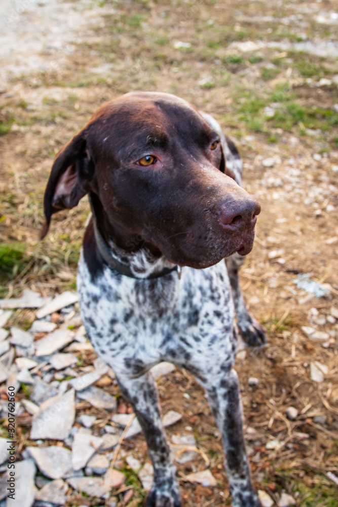 hunting breed dog faithful friend and helper to man during the hunt