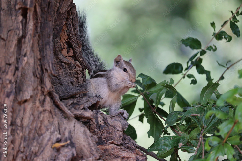 A rodent squirrel eating something on tree , outdoor animals A rodent squirrel eating something on tree , outdoor animals