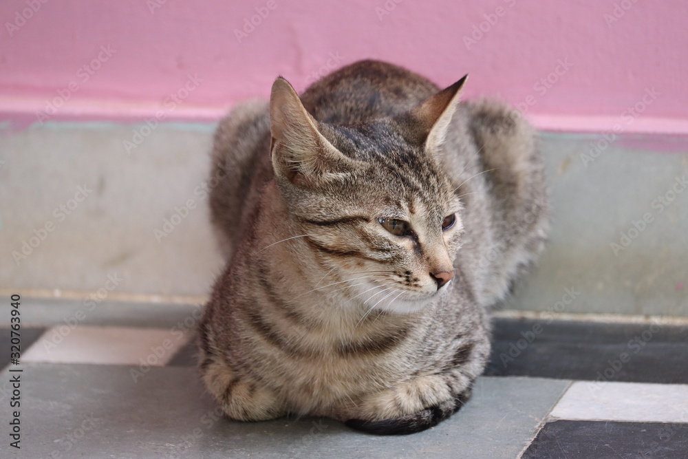 portrait of mini cat outdoor animal, cat portrait of mini cat outdoor animal, cat