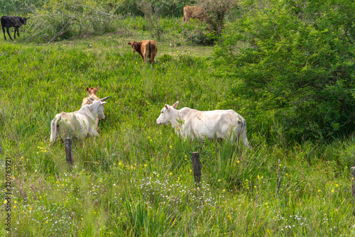 Raising Nelore cattle on a small farm in Brazil
