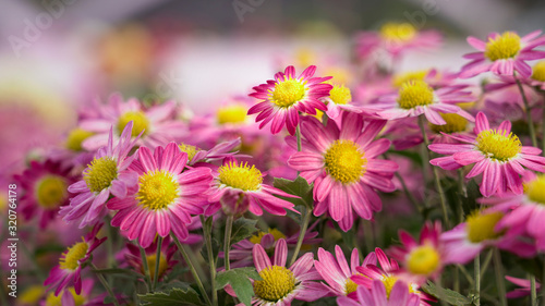 Group of Marguerite daisy flower  beautiful pink color
