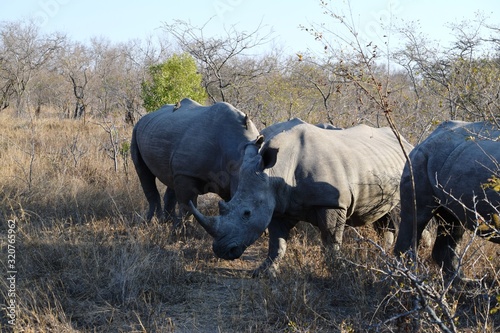 Group of white rhinos in Kruger National Park