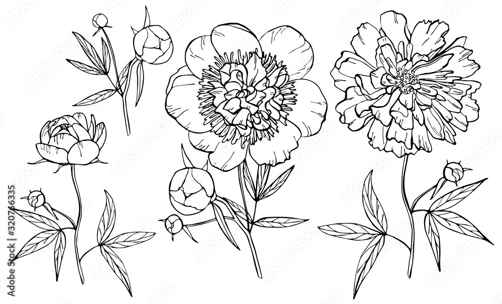 Hand drawn peony flower isolated on white background. Set of elements. Vector illustration. Perfect for invitation, greeting card, fashion print, banner, poster for textiles, design, coloring book. Hand drawn peony flower isolated on white background. Set of elements. Vector illustration. Perfect for invitation, greeting card, fashion print, banner, poster for textiles, design, coloring book.