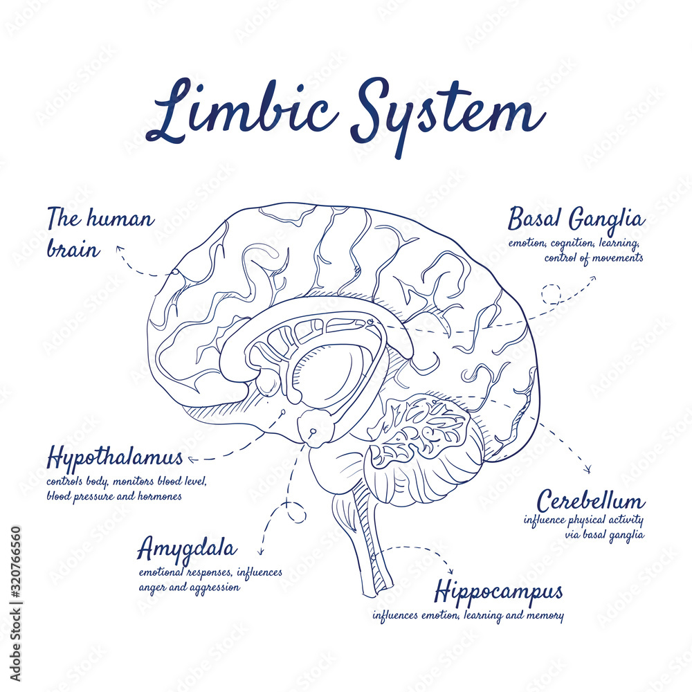 How to draw human brain/ draw labelled diagram of brain/brain diagram/draw  and label brain diagram - YouTube