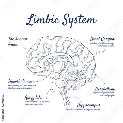 Doodle set of Limbic System – human brain, Basal Ganglia, Cerebellum, Hippocampus, Amygdala, Hypothalamus, hand-drawn. Vector sketch illustration isolated over white background. photo