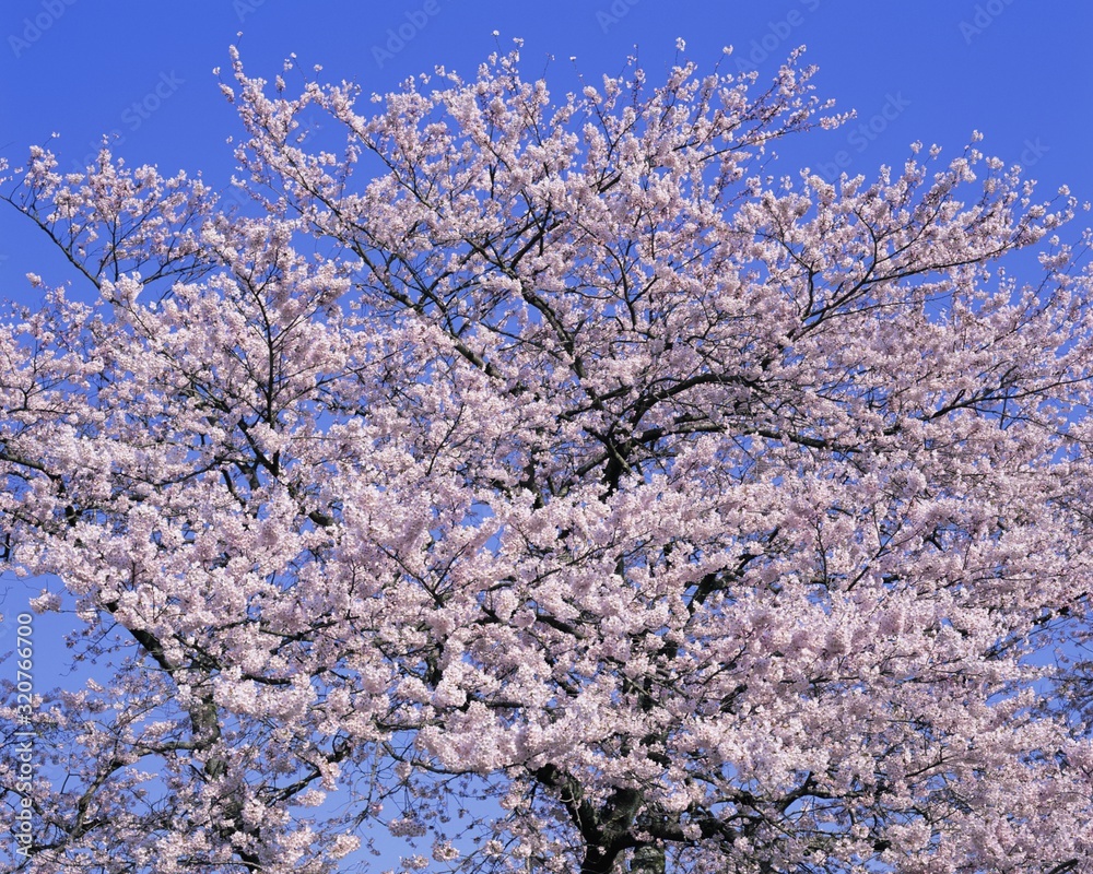 a tree blooming with white flowers against a blue sky a tree blooming with white flowers against a blue sky