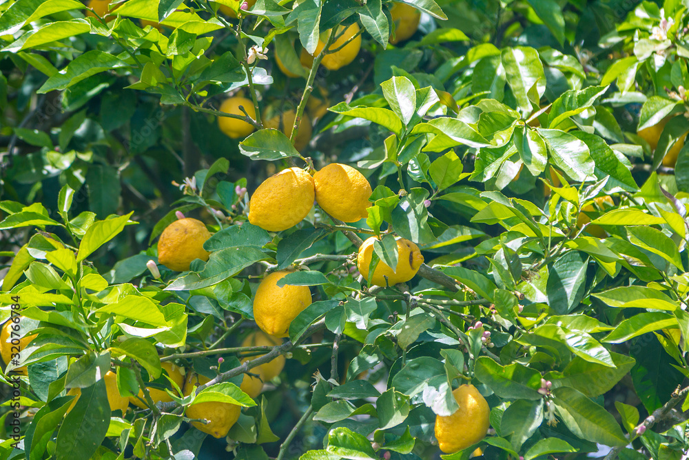 Lemon tree branches with ripe yellow fruits, growing in the garden. Summer harvest. 