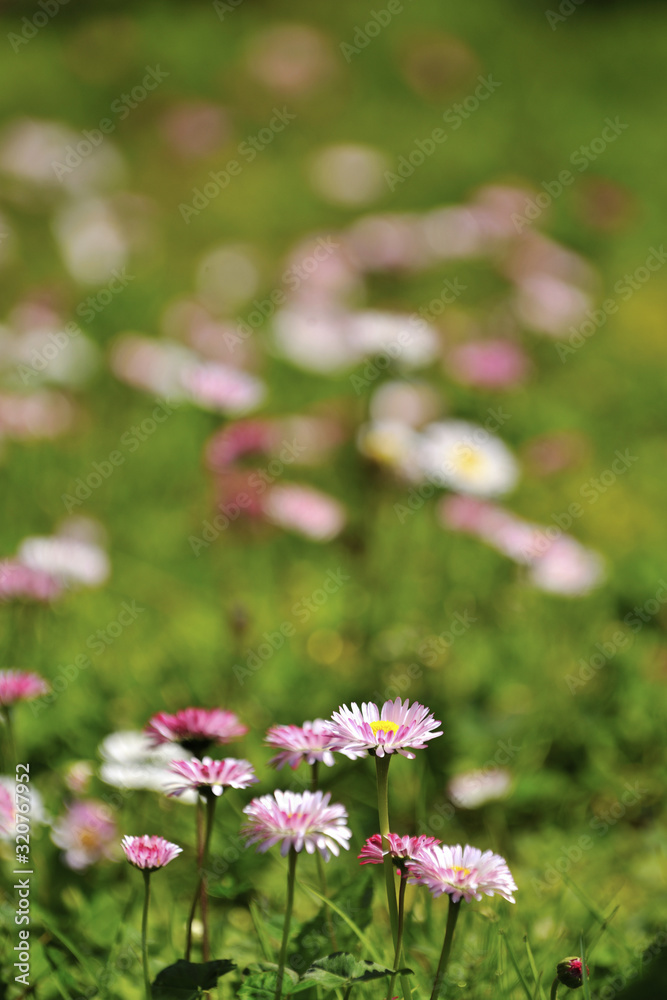 flowers in Alishan National Forest Recreation Area flowers in Alishan National Forest Recreation Area