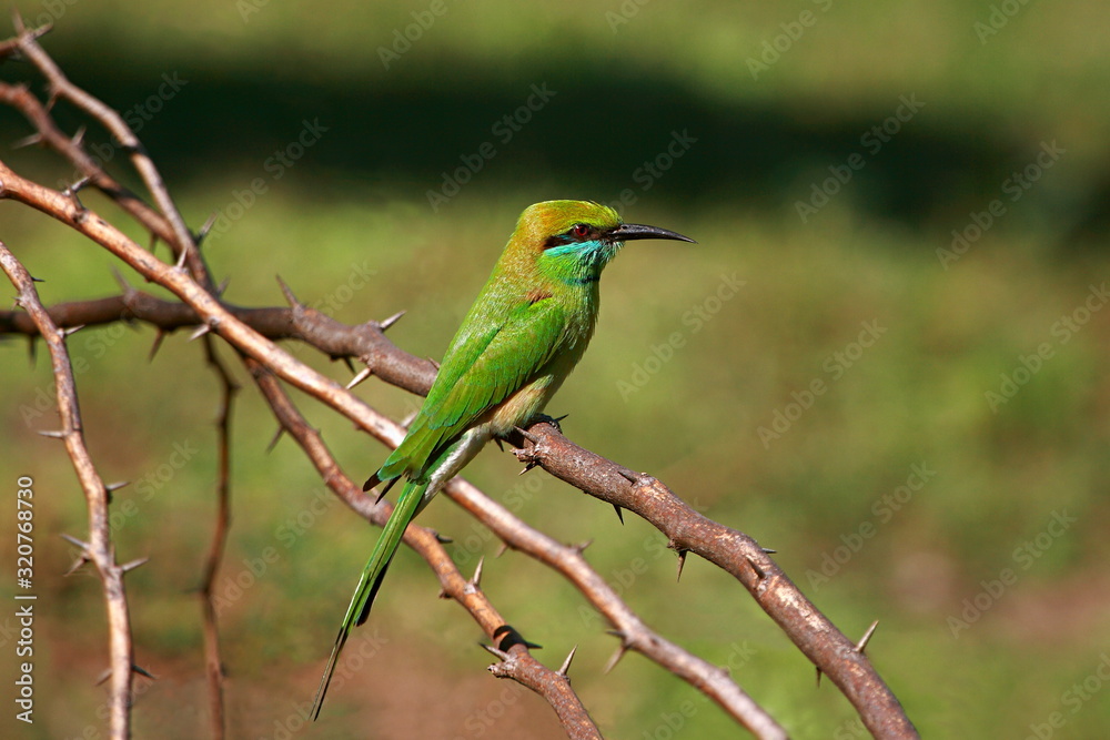 Green Bee-eater (Merops orientalis), Place - Uran, near Mumbai, Maharashtra, India. 
