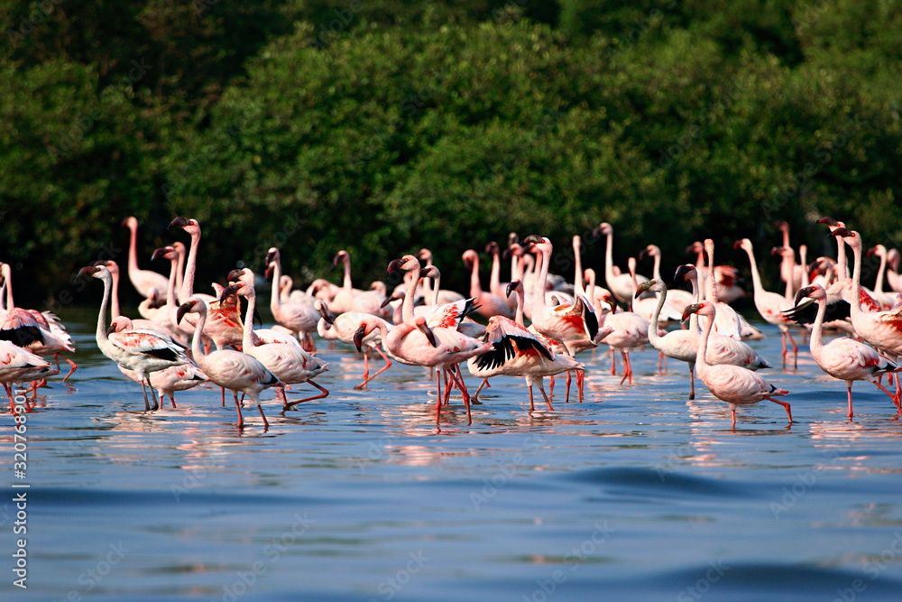 Obraz premium Lesser Flamingo (Phoenicopterus minor), Place - Mahul creek, Mumbai, Maharashtra, India.