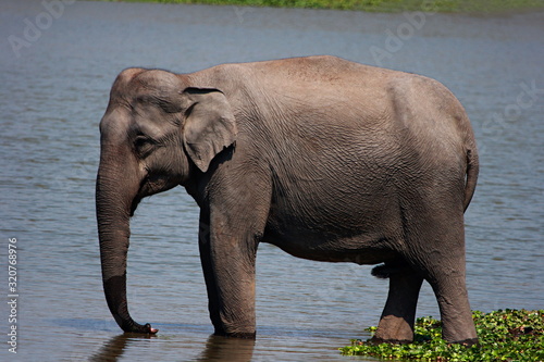 Asian Elephant  Elephas maximus   Place - Kaziranga National Park  Assam  India.